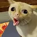 cateatpizza