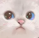 catStare