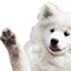 doggoWave