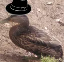 hatduck hatduck