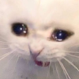 meow_cryy Discord emoji