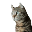 Wtf Discord emoji