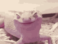happy_lizard Discord emoji