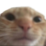 Gatiwi_calvo Discord emoji