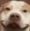 dog_smile