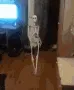 skeletondance skeletondance