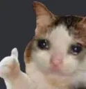 sadcatok
