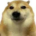 StareDawg