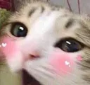 catbigblush