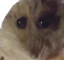 hamster