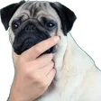 thinkingpug112px Discord Emoji