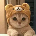 cutecat