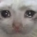 sadcat sadcat