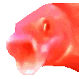 BE_HyperFishOOOOO