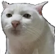 BLK_CatStareMedeVai Discord Emoji