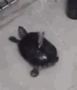 turtledance