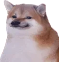shiba