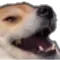 ocutedog
