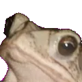 judgement_toad