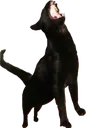 screem