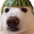 MelonHeadDoggo