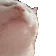 catJAM