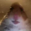 wut