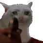 sadcatshoot
