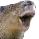 Capypogger