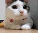 :kittyno: kittyno