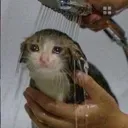 bathcat