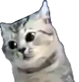 SW_cat_stare