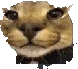 SCfloppapog SCfloppapog