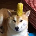 CornDoge Discord Emoji