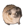 853256808818933780.gif