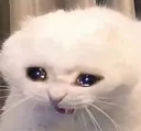 catcry catcry