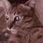 spinnykitty