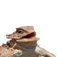 hehehe