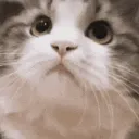 catnod