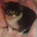 chonk