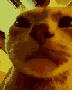 CatParty