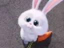 snowballbunny_please