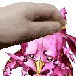 PetTheTusk