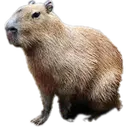 Capybara Capybara