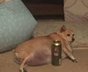 beer_dog Discord emoji