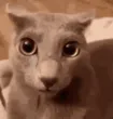 kiki