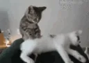 Gato_masaje