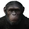 ape