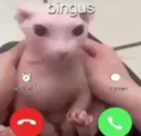 bingus