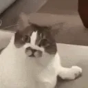 catlick